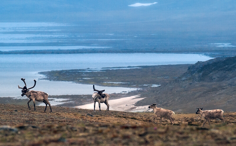 homepage-aventures-inuit_2-806x498