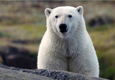 lac-nunavik-ours-polaire_x1